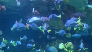 Beautiful fishes in Houston Zoo