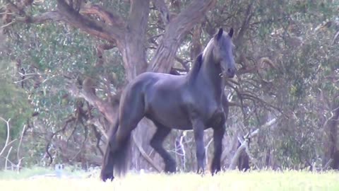 FRIESIAN HORSES FOR SALE : Dreaming of owning a Friesian Horse ..