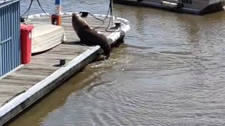 Seal Sunbathes at Seaport