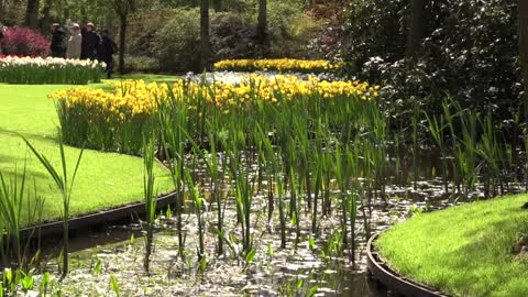 Keukenhof Lisse Holland Tulips