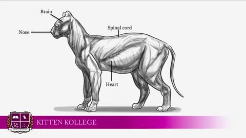 Kitten Neutering - A Guide To Neutering Kittens _ Kitten Kollege_3