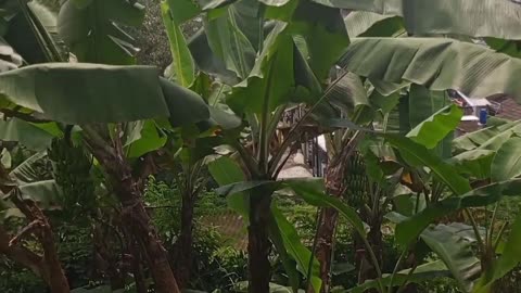 a beautiful peaceful natural banana plantation