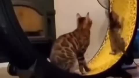 So cute cat funny videos kitchen