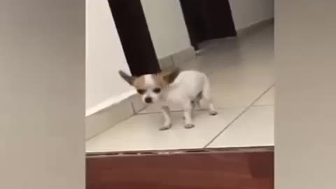 Doggy dancing