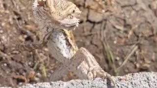 Bearded Dragon Has Ninja Like Balance