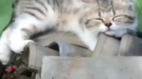 Funny cat shorts video 🐈🐈