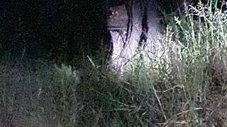 Leopard in a tree hunting