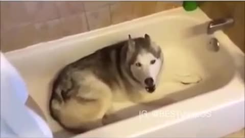 Stubborn Husky throws hilarious temper tantrum in the bathtub / He does not want a retreat