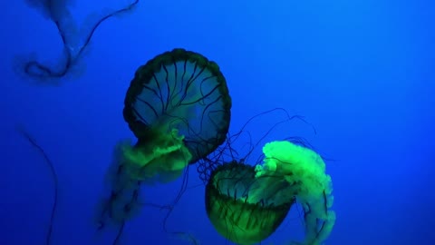 Jelly Fish ♥