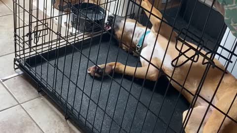 Boxer Drinks Upside Down and Between Bars
