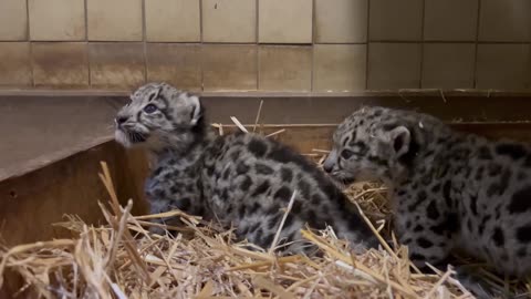 Adorable Snow Leopard Cubs Have Fun Playing In Grass