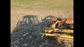 Cutting corn stalks