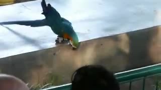 Funny Animals - Parrot on rollerblades
