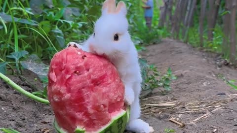 Mause eating a water melon beautifully