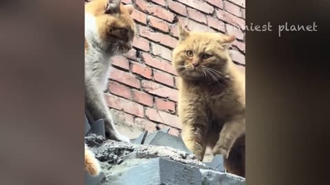 Funny Cats and Dog 2024 Video🤣 World Funniest Video of Animal