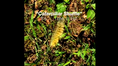 "Caterpillar SHUFFLE" It's Time to Eat!
