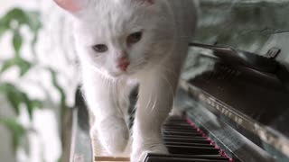 Cat playing piano