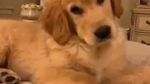 must try with your dog! puppy reaction to the sound...