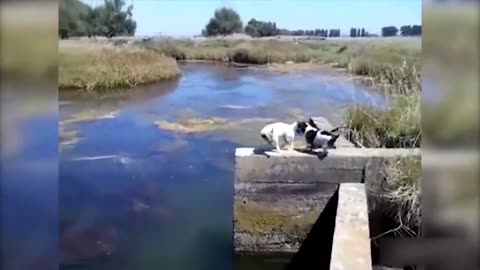 🙉 Funny Dogs, Cats and Animals Videos 🤩 TRY Not to Laugh!