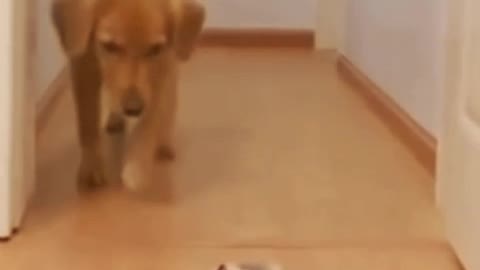 funny dog