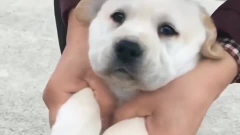 Owner dance with a beautiful puppy