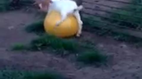 Goat plays with a yoga ball