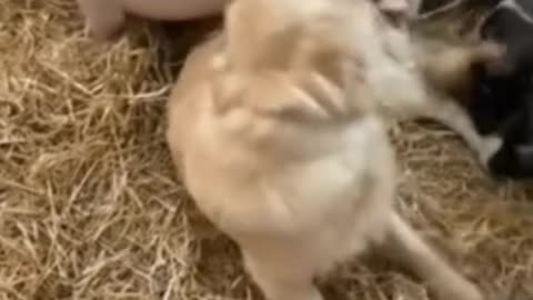 Friendly pup shares playful bond with farm pigs