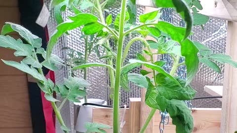 1 Week Update ♡ Hydroponic Tomatoes