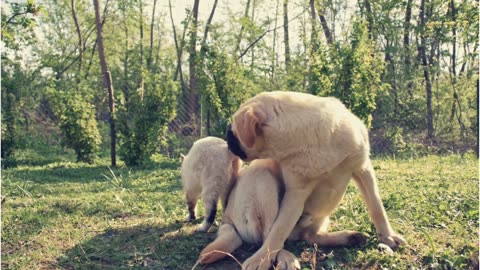 Furry Frolic: A Playful Encounter Between Cats and Dogs