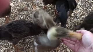 Very Friendly Ducklings