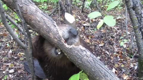 Beaver chews through tree limb: close up footage: See how beavers do it!