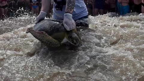 Rescued sea turtles 'poop plastic' after detox