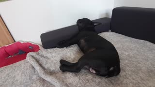 French Bulldog Blacky 🐶 💤 is sleeping on the sofa 😍