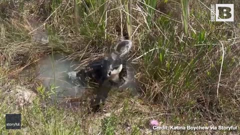 Gator BODY-SLAMS, Devours Python in Florida Everglades