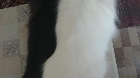 our cat's yin-yang