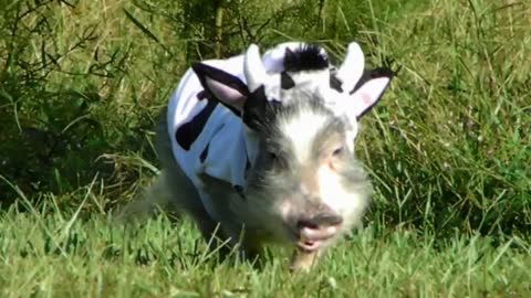 ADORABLE Mini Pig in COW COSTUME