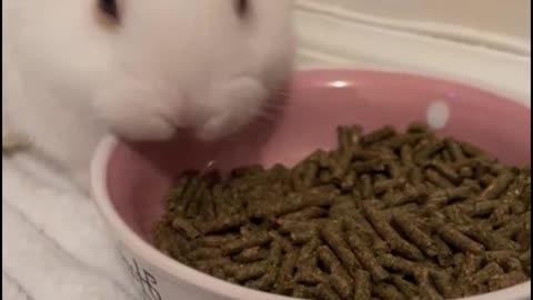 The way the rabbit is eating food, you stare at its mouth eating food, very funny