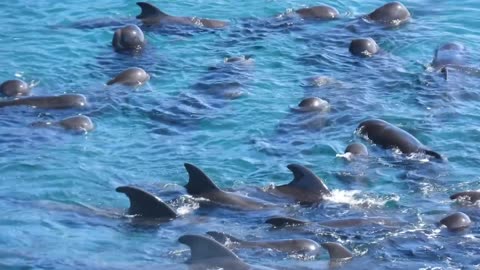Re-Video: As Pilot whale family were-driven into the cove