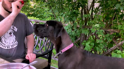 Great Dane puppy adorably begs for strawberry treats
