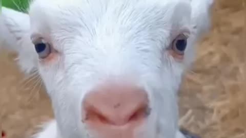 Cute Goat funny video🐐