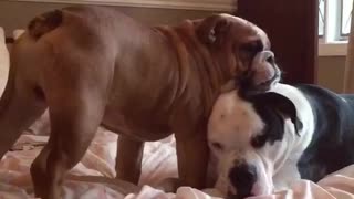 Bulldog BEST FRIENDS