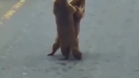 Marmots dancing in the street