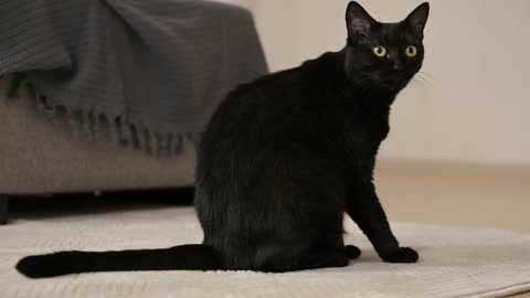 Cute black cat licking itself at home