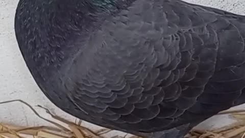 Black racing pigeons