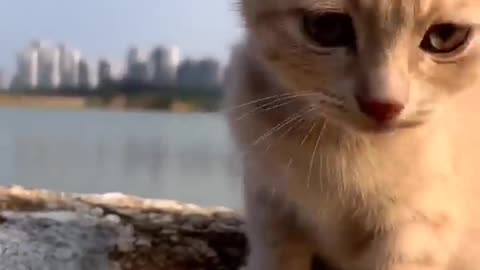 cat video ! cat voice