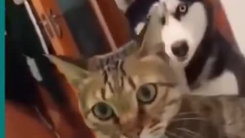 Cute dog and cat 🐈 fight scene