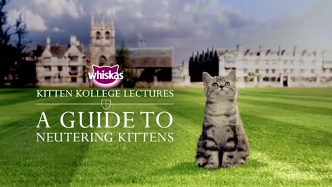 Kitten Neutering - A Guide To Neutering Kittens _ Kitten Kollege_1
