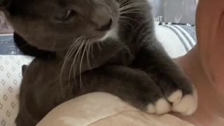 Kitty Steals Personal Massage