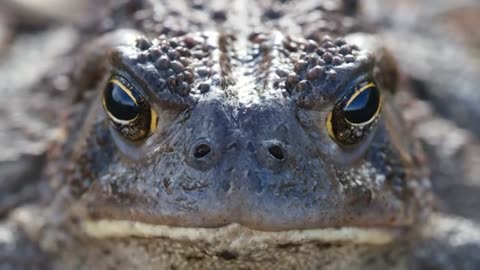 Watch now| Woodhouse'S Toad animal frog