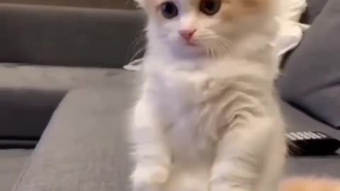 overloaded cuteness of baby cat. its looking so cute.